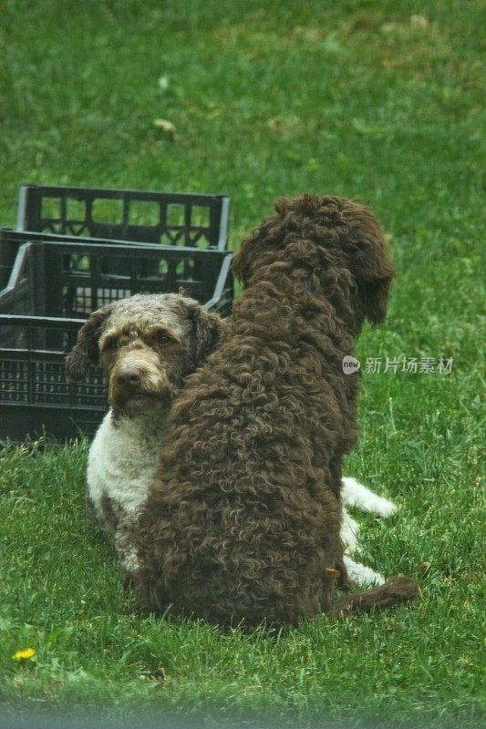 动物家庭两只母狗Lagotto Romagnolo